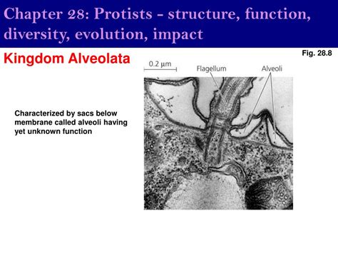 Ppt Chapter 28 Protists Structure Function Diversity Evolution Impact Powerpoint