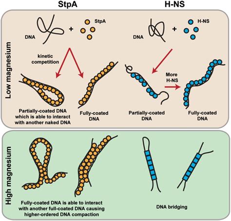 Comparison Of Models Of StpA And H NS DNA Binding Mechanism In Low