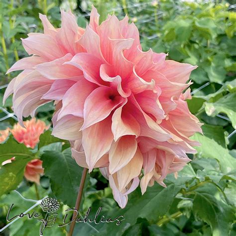 Mango Madness 1 Tuber Love Dahlias