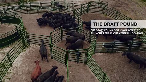 Cattle Working System Better Way To Sort Cattle Demo Youtube