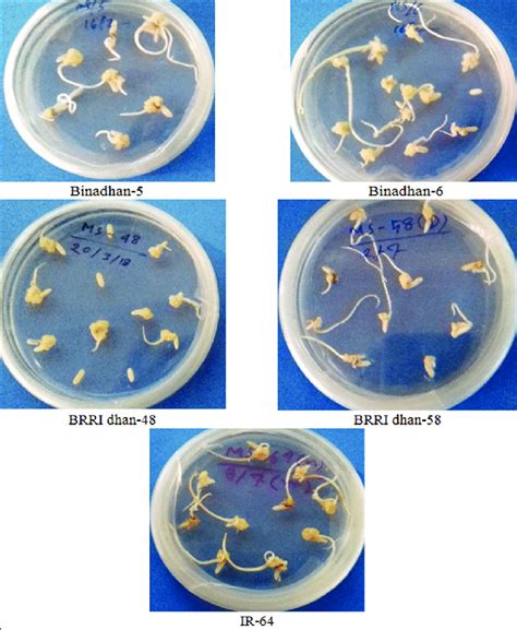 Callus Induction From Mature Embryos Of Five Indica Rice Varieties