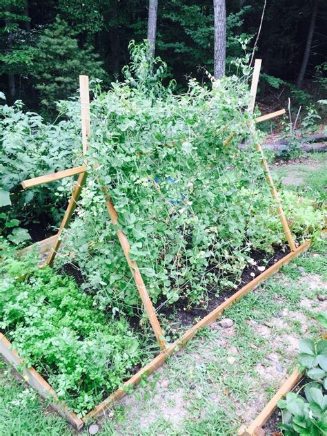 Sugar snap peas on trellis in terraced bed | Vegetable garden beds ...