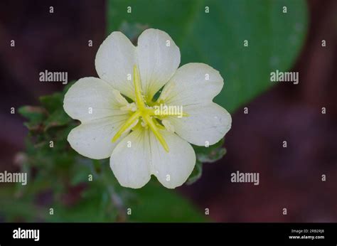 Cutleaf Evening Primrose Oenothera Laciniata Stock Photo Alamy