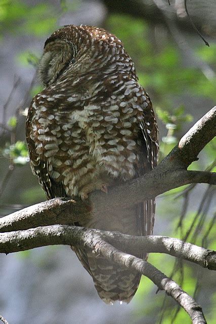 078101 2 Img 5420 Spotted Owl Strix Occidentalis Lucida Flickr