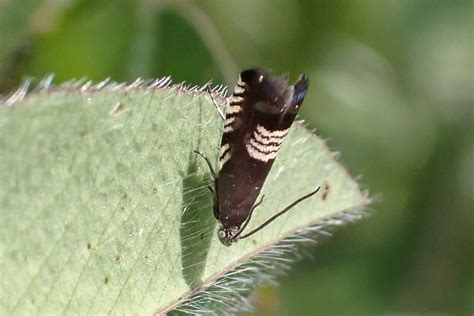 49 347 Grapholita Compositella Lower Hardy Farm Chorlton Flickr