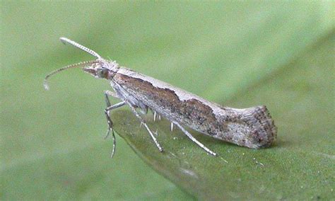 Diamondback moth - Alchetron, The Free Social Encyclopedia