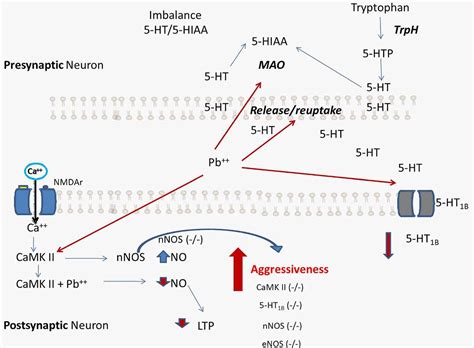 Frontiers A Hypothesis Of The Interaction Of The Nitrergic And