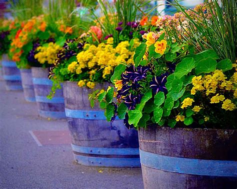 Flowering Container Garden Ideas