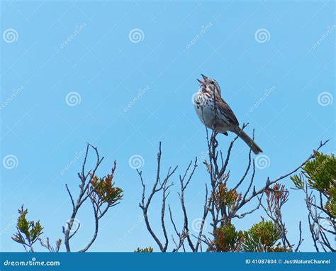 Song Sparrow Singing Stock Photo Image Of Swimming Field 41087804