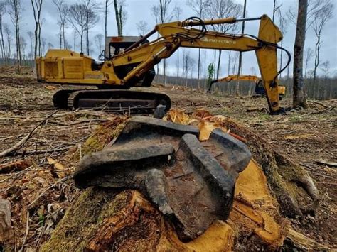 L Alleanza Per Le Foreste Dei Castelli Romani Stila Un Rapporto Sui