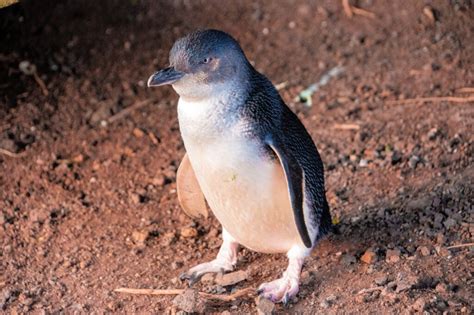 Our Ultimate Guide To Phillip Islands Penguin Parade 2023 Edition