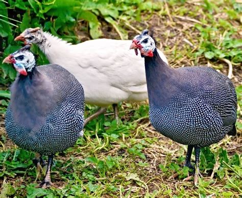 Assorted Guinea Fowl Keets For Sale