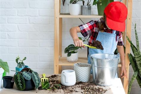 Garota Transplanta Um Filodendro De Planta De Casa Em Um Novo Solo