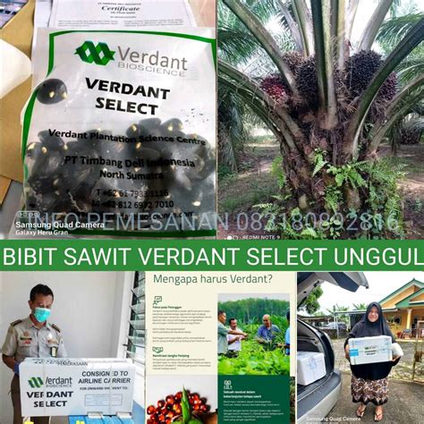 Bibit Polong Kecambah Sawit Verdant Select Unggul Bersertifikat