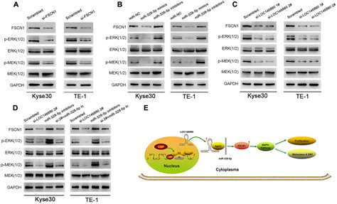 Lncrna Loc146880 Promotes Esophageal Squamous Cell Carcinoma