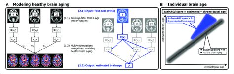 Depiction Of The Original Brain Age Estimation Framework For Humans