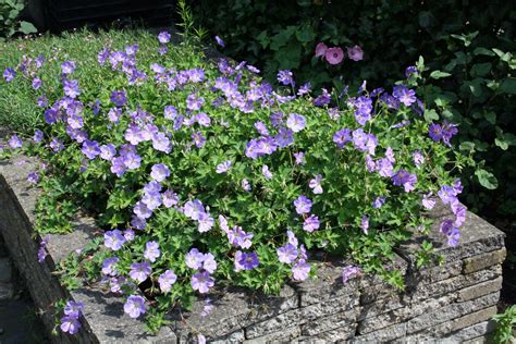 Langbloeiende Vaste Planten Ultima Flora Garden Pathway Rock Garden