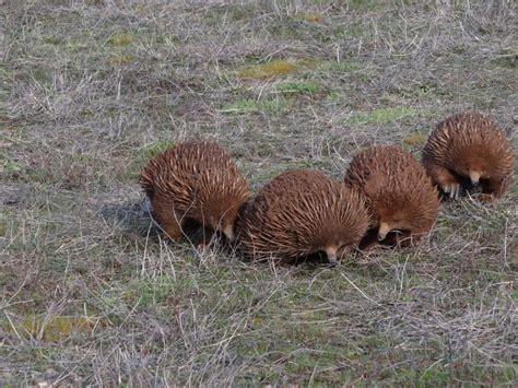 Solving The Mystery Of The Four Headed Echidna Penis Pursuit By The