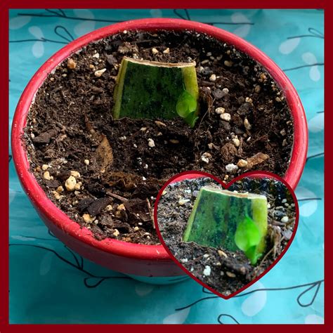 Day's View: Learning, Growth, and Nature's Surprises