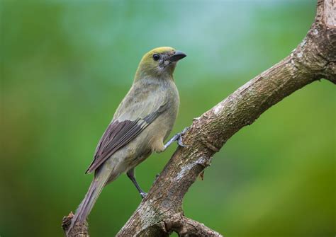 Palm Tanager - Pair | Lee's Exotic Birds