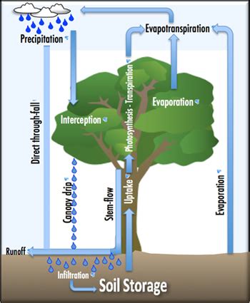 Rainforest Water Cycle Diagram