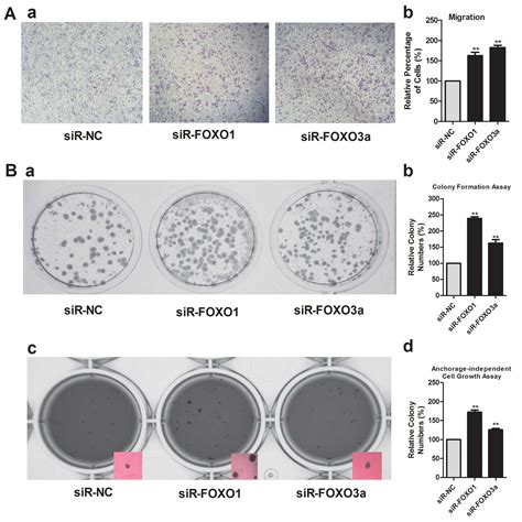 Inhibition Of Mir Expression Reduces Cell Proliferation And