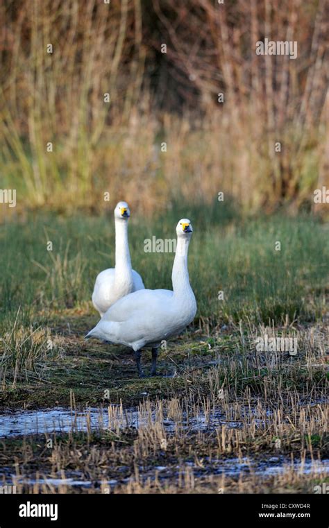 Bewicks Swan Tundra Swan Cygnus Columbianus Stock Photo Alamy