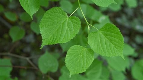 Lime Gall Red Tree Disease - Diseases affecting trees in their natural ...