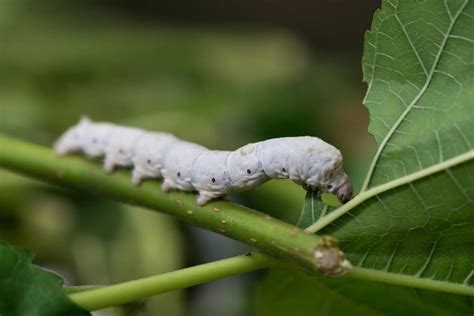 The Silk Larvae Growth Process and Life Cycle