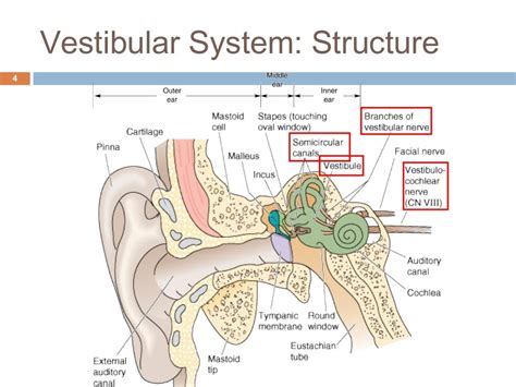 The Vestibular System