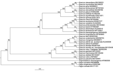 The Maximum Likelihood Ml Phylogenetic Tree Reconstructed By Raxmlgui Download Scientific