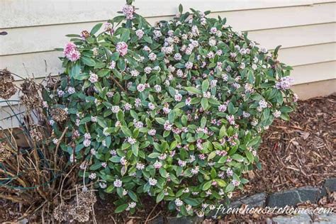 Daphne Plant How To Grow A Daphne Shrub That Will Fill Your Garden