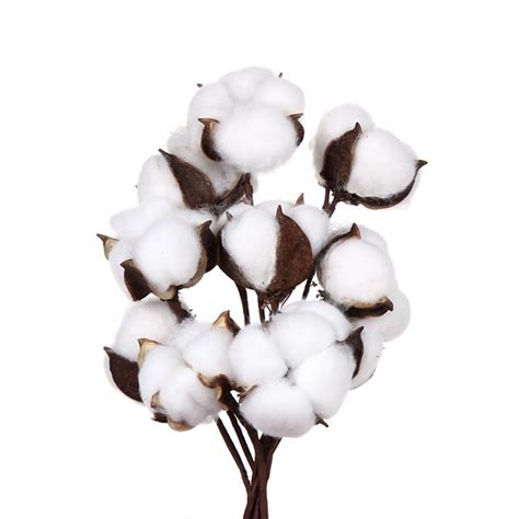 Cotton Decoration Supplies Cotton Decoration Bouquet Cotton Flower Decoration 5pcs