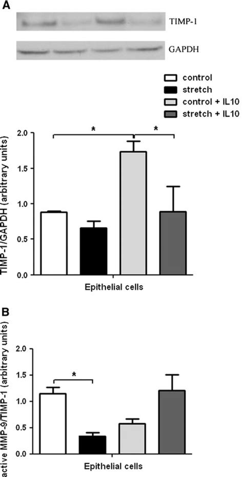 Effect Of Mechanical Stretch And IL 10 On TIMP 1 And MMP 9 TIMP 1