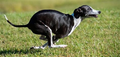 Italian Greyhound Lifespan How Long Do They Live