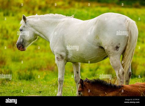 Beautiful White Connemara Pony On The Green Grass With Her Brown Foal