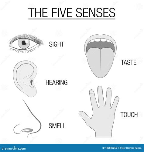 Five Senses Diagram