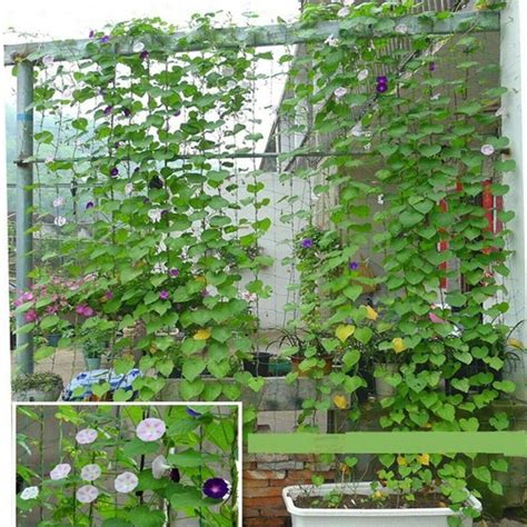 Buy Garden Green Nylon Trellis Netting Support Climbing Bean Plant Nets Grow Fence At Affordable