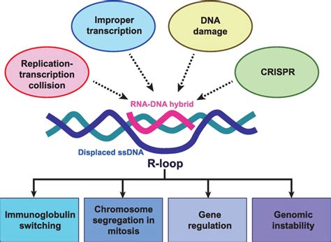 Biophysical And Biochemical Approaches For R Loop Sensing Mechanism