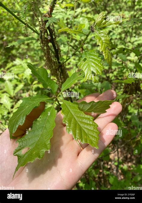 Dwarf Chinkapin Oak Quercus Prinoides Stock Photo Alamy