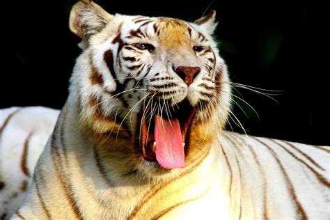 Big Cats Tigers Whiskers Snout HD Wallpaper Rare Gallery