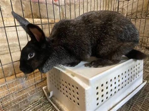 5 Silver Fox baby rabbits for sale near Crystal, Minnesota, United ...