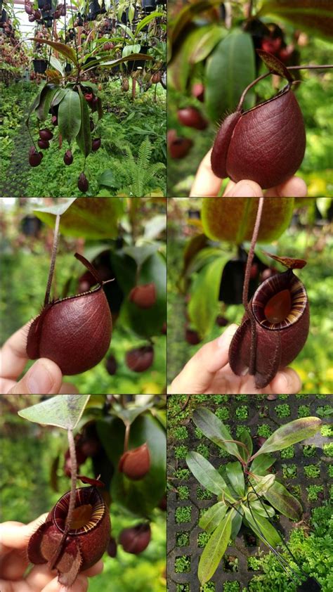 Nepenthes Viking X Ampullaria Black Exotic Flowers Alpine Plants