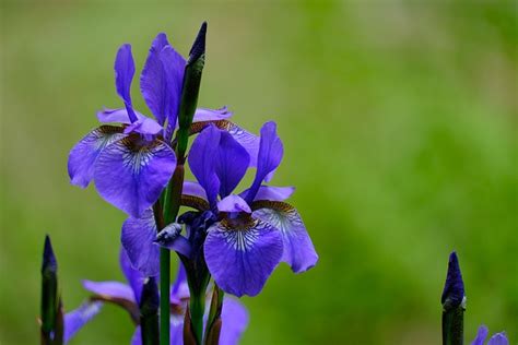 Iris Flower Plant Free Photo On Pixabay Pixabay