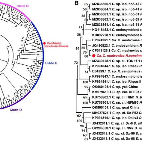 Phylogenetic Analysis Of Coxiella Like Endosymbionts And C Burnetii