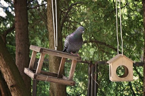 Spring Pigeon Feeder - Free photo on Pixabay - Pixabay