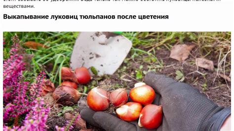 Когда выкапывать тюльпаны и нарциссы после цветения - YouTube