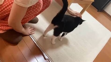 ひのき猫さんのインスタグラム動画 ひのき猫instagram「ごろ〜ん、、、 スチャッ！ ・ ・ ・ ひまわり ねこ動画