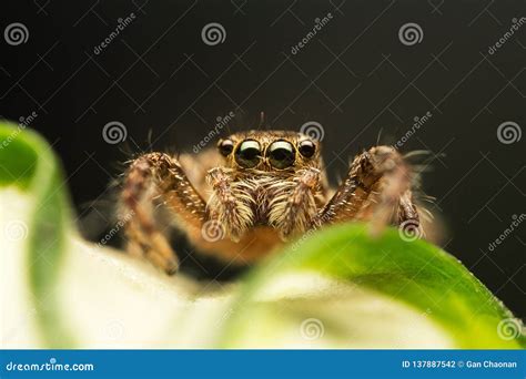 Super Macro Image Of Jumping Spider Salticidae High Magnification