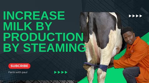 Increase Milk Production In Your Dairy Cows Through Steaming The Right